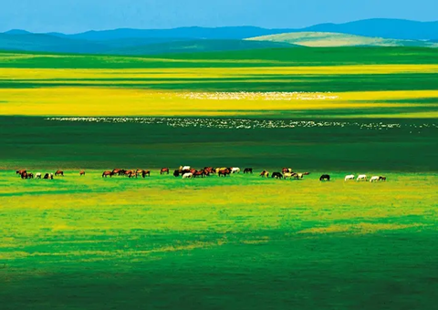 内蒙古：：绘就绿色生长画卷守护北疆绿水青山